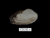 藏品(青鬍魁蛤)的圖片